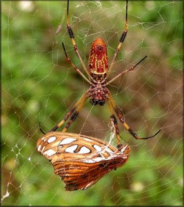 golden-silk-spider