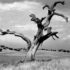 Ansel_Adams_92-300×235