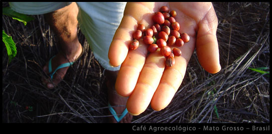 cafe-agroecologico-anna-dodesign-s